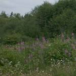 Federal Way residents to restore historic Hylebos Blueberry Farm Park