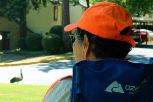 Why did the geese cross the road?