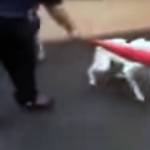 A video has surfaced which shows a trainer at Bothells Academy of Canine Behavior hitting a dog with a plastic bat.