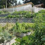 The Kloshe Illahee Mobile Home Park community garden has been a staple of the neighborhood for eight years. Courtesy Chelsea Katz.