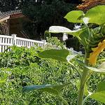 Green thumbs find common ground at Kloshe Illahee