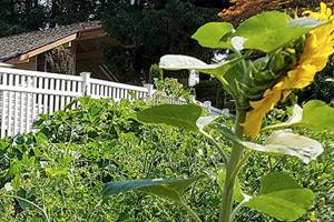 Green thumbs find common ground at Kloshe Illahee