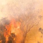 Health agencies issue air quality alert for Puget Sound region due to wildfire smoke