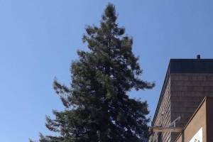 Engaging trees speaker series to launch this fall