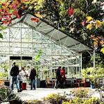 The Rhododendron Species Botanical Garden is teaming up with Pacific Bonsai Museum will host the Fall Foliage Festival and plant sale from Oct. 20-27. Photo courtesy of the Rhododendron Species Botanical Garden