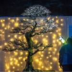 Don’t miss: A Bonsai Solstice, Christmas choral program and more