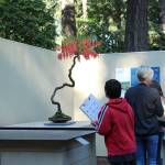 Students from Woodland Elementary School admire the Dr. Seuss Tree, a Staghorn Sumac bonsai tree at the Pacific Bonsai Museum in October. File photo