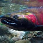 Climate change could kill salmon’s sense of smell