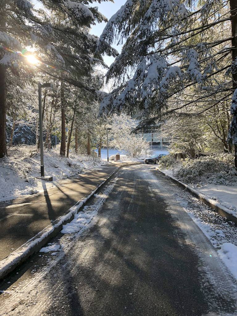 Sunlight streaming through snow-covered Evergreens is a special Washington type of beauty. Photo courtesy of Bruce Honda