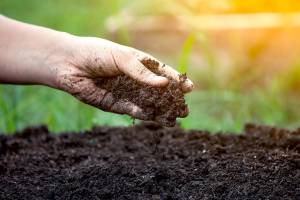 Burial, cremation, or … compost?