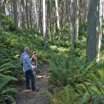 Walkers rest amid the trees at Island Center Forest on Vashon Island, which is part of King County. Many trees around Western Washington are struggling, including Western hemlock on Vashon, likely from drought stress. Photo by Susie Fitzhugh