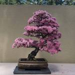 Bonsai Fest! returns to Federal Way May 11-12