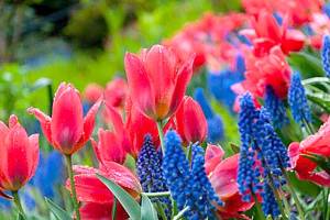 Special Mother’s Day tour, tea and treats at PowellsWood Garden