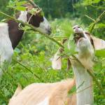 Goats, greenhouses, gardening at free summit