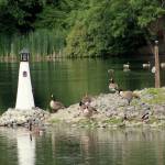 Canadian geese and other waterfowl frequent areas of Twin Lakes including Lake Jean, Lake Lorene (pictured here) and the Twin Lakes Golf and Country Club. Olivia Sullivan/staff photo