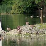 Geese gassing: Residents call for moratorium on ‘harsh’ killings in Federal Way