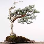 Federal Way’s Pacific Bonsai Museum collaborating with artists for Seattle Design Festival exhibition