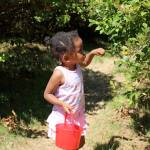 Mona Guerrier, 3, searches for blueberries at the Higher Taste Blueberry Farm on Aug. 13. Olivia Sullivan/staff photo