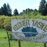 Higher Taste Blueberry Farm, located at 30431 38th Ave South in Auburn, sits on Lake Dolloff and is celebrating the farms 65th anniversary this season. Olivia Sullivan/staff photo