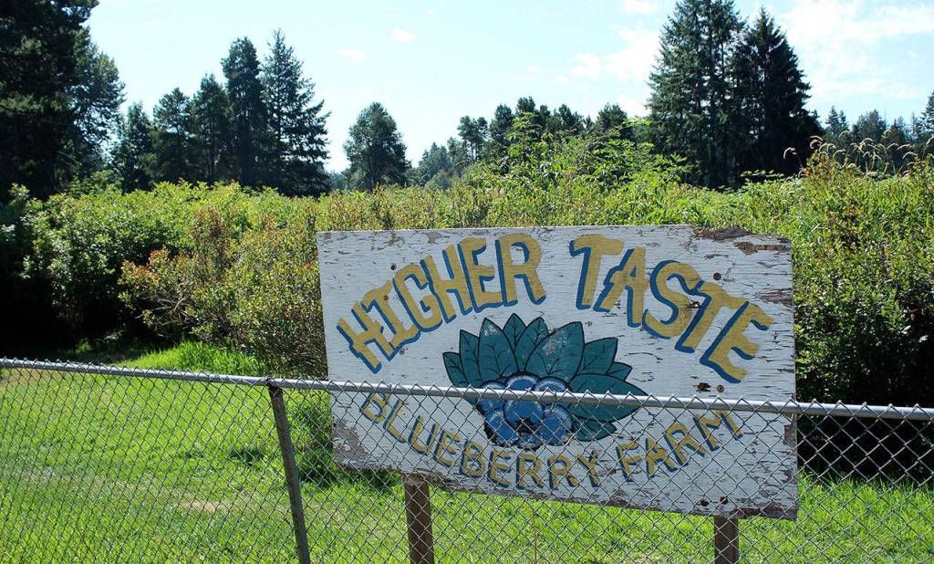 Higher Taste Blueberry Farm, located at 30431 38th Ave South in Auburn, sits on Lake Dolloff and is celebrating the farms 65th anniversary this season. Olivia Sullivan/staff photo