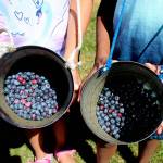 Siblings 9-year-old Ava Guerrier, left, and 8-year-old August Guerrier show off their blueberry findings on Aug. 13. Olivia Sullivan/staff photo