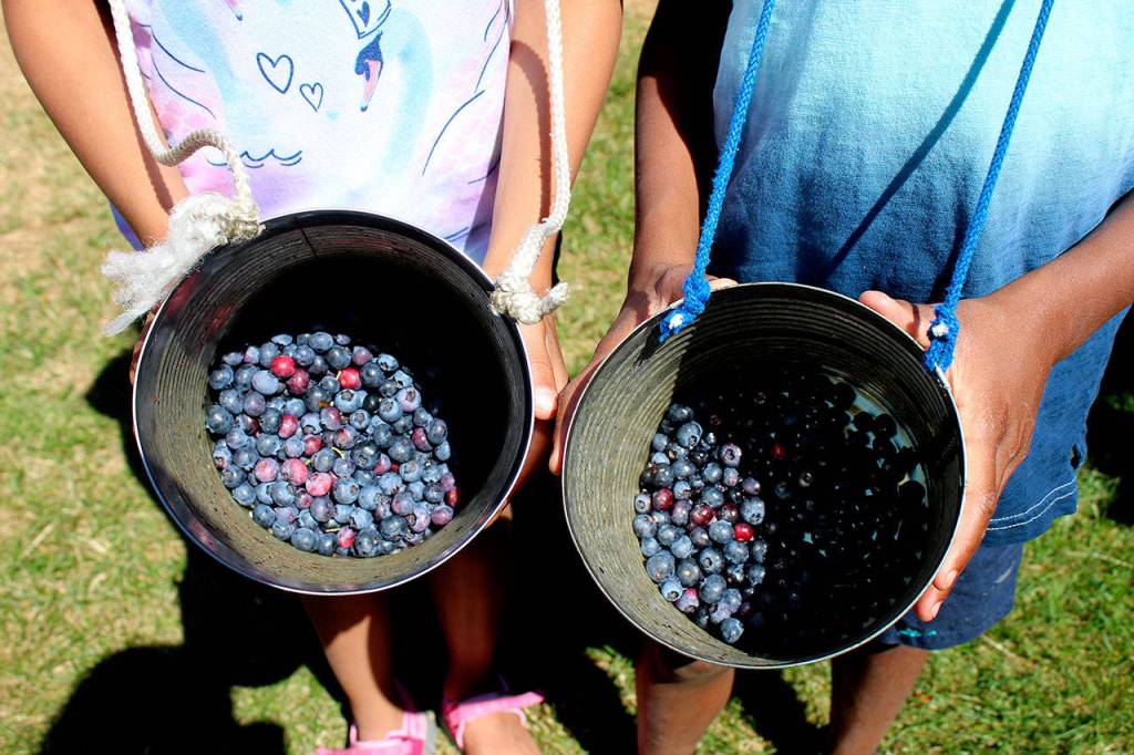 Siblings 9-year-old Ava Guerrier, left, and 8-year-old August Guerrier show off their blueberry findings on Aug. 13. Olivia Sullivan/staff photo