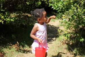 Preserving the 65-year tradition of Higher Taste Blueberry Farm