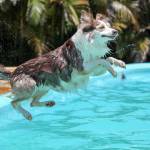 First-ever Paw-Pool-Ooza swim party for pups coming to Wild Waves