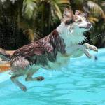 First-ever Paw-Pool-Ooza swim party for pups coming to Wild Waves