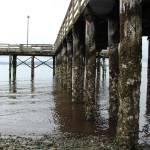 The structural integrity of the fishing piers timber piles has been deteriorating due to environmental impacts over time. Olivia Sullivan/staff photo