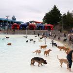 Hundreds of dogs went for a swim at Wild Waves Theme & Water Park at the first-ever Paw-Pool-Ooza event Saturday, Sept. 14. Olivia Sullivan/staff photo