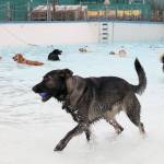 Dogs of all sizes took a swim in Wild Wavess wave pool and fetched tennis balls from the water. Olivia Sullivan/staff photo