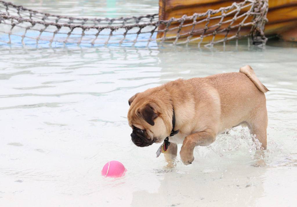 Smaller pups explored Hooks Lagoon at Paw-Pool-Ooza. Olivia Sullivan/staff photo