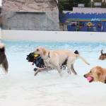 Pool paw-rty: Local pups take a swim at Wild Waves | Photos