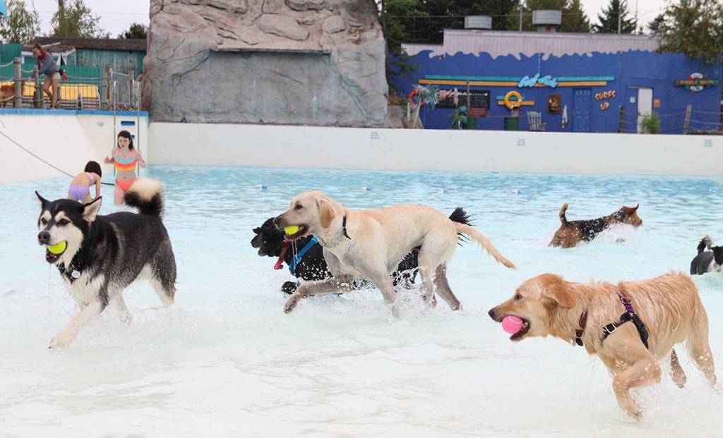 Pool paw-rty: Local pups take a swim at Wild Waves | Photos