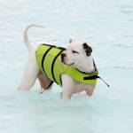 Some dogs wore life vests to stay afloat at Paw-Pool-Ooza. Olivia Sullivan/staff photo