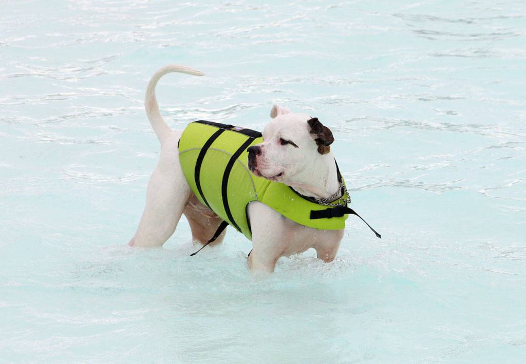 Some dogs wore life vests to stay afloat at Paw-Pool-Ooza. Olivia Sullivan/staff photo