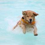 A golden retriever splashes through the Wild Waves wave pool at Paw-Pool-Ooza on Sept. 14. Olivia Sullivan/staff photo