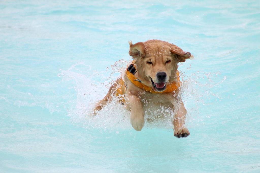 A golden retriever splashes through the Wild Waves wave pool at Paw-Pool-Ooza on Sept. 14. Olivia Sullivan/staff photo