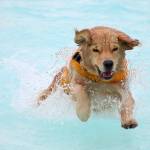 Pool paw-rty: Local pups take a swim at Wild Waves | Photos