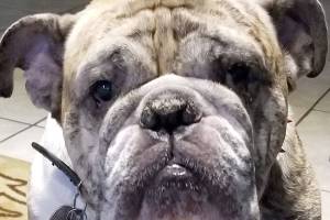 Woman searching for her service dog stolen in Federal Way