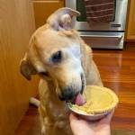Pumpkin pies for pets: The Soggy Doggy makes pet-friendly holiday treats