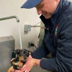 SKFR firefighter Cory Freeborn bathes an eight-week-old rescue puppy on Jan. 8. Photo courtesy of Resilient Hearts