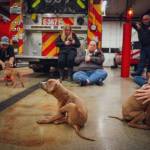 10 puppies received baths and lots of cuddles upon their arrival from Georgia on Jan. 8. Photo courtesy of Gordon Fox