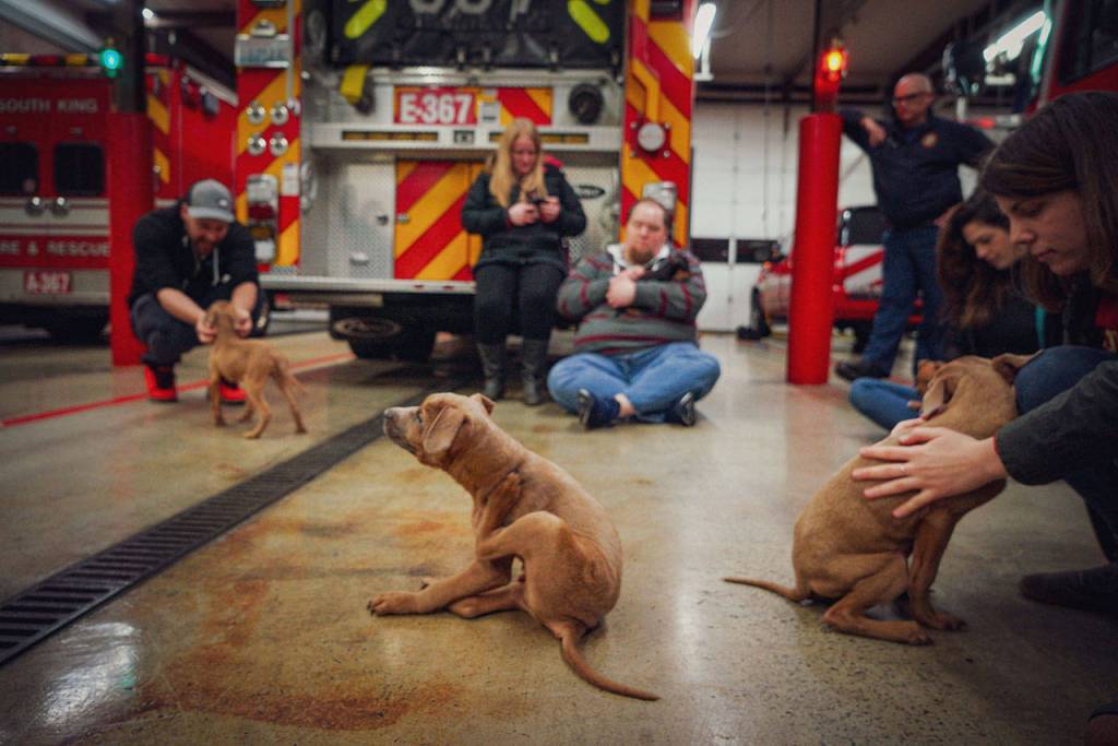 10 puppies received baths and lots of cuddles upon their arrival from Georgia on Jan. 8. Photo courtesy of Gordon Fox