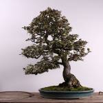 Silverberry bonsai tree. Photo courtesy of Pacific Bonsai Museum