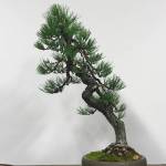 Japanese Black Pine bonsai. Photo courtesy of Pacific Bonsai Museum