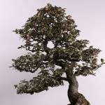 Bonsai burglary: trees worth thousands stolen from Pacific Bonsai Museum in Federal Way