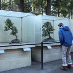 Two visitors admire the Silverberry bonsai tree and the Japanese Black Pine, left, on display at the Pacific Bonsai Museum on Feb. 20. Olivia Sullivan/staff photo
