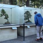 Pacific Bonsai Museum in Federal Way aims to restore stolen bonsai, raise funds to enhance security